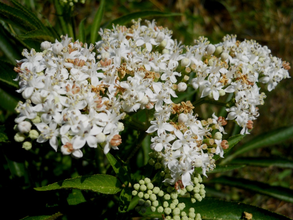 Corimbi bianchi: Sambucus ebulus